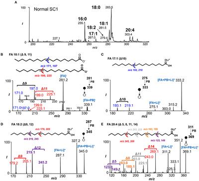 Coupling the Paternò-Büchi (PB) Reaction With Mass Spectrometry to Study Unsaturated Fatty Acids in Mouse Model of Multiple Sclerosis
